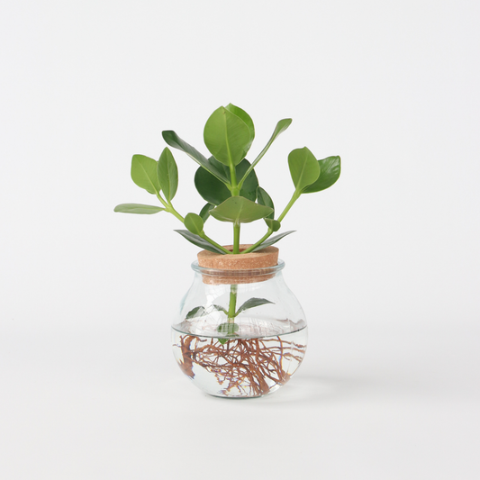 Clusia in glas - Hydroponie
