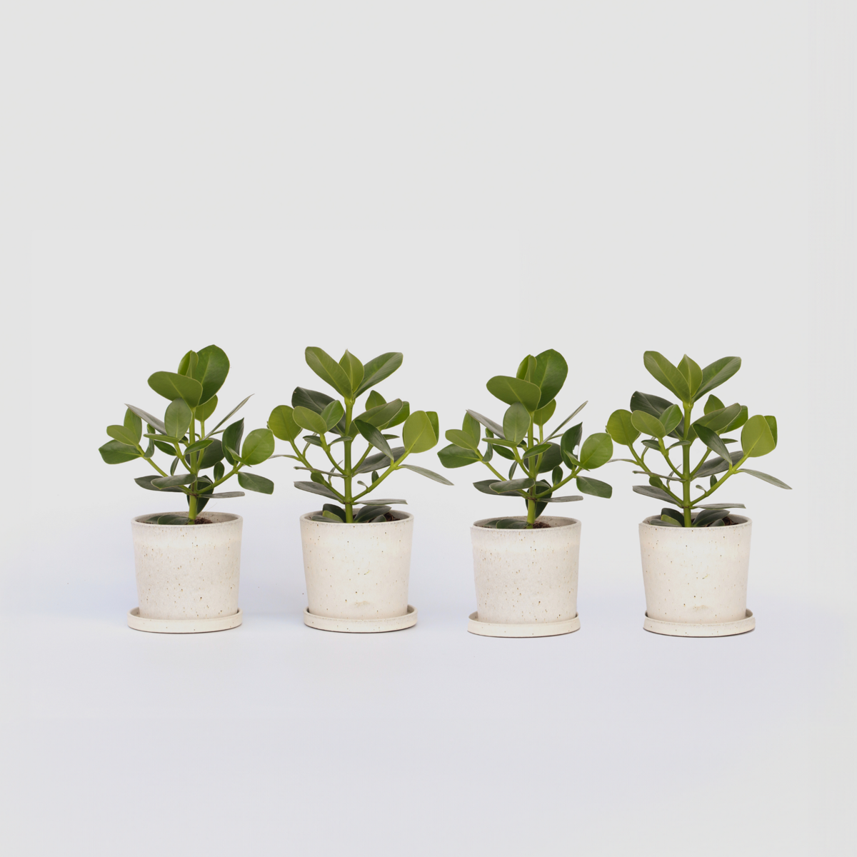 Clusia rosea 'Princess' - Set van 4