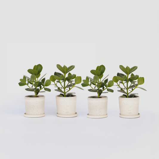Clusia rosea 'Princess' - Set van 4
