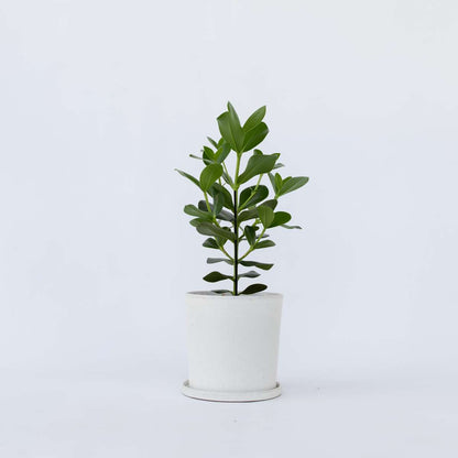 Clusia rosea 'Princess'