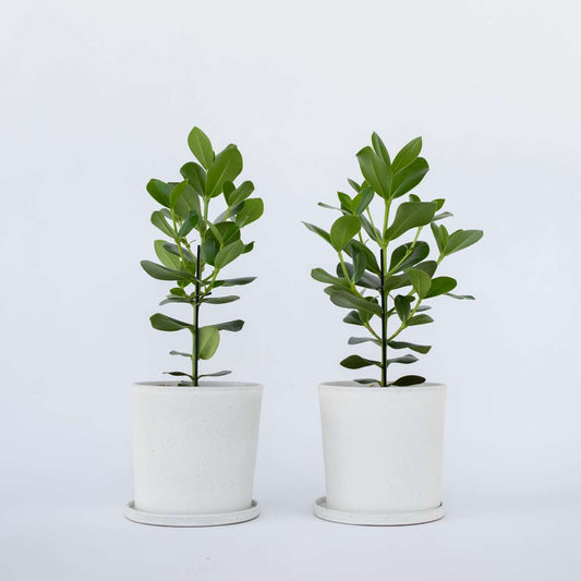 Clusia rosea 'Princess' - Set van 2