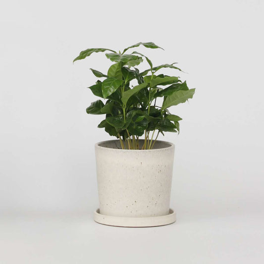 Coffea arabica - Koffieplant