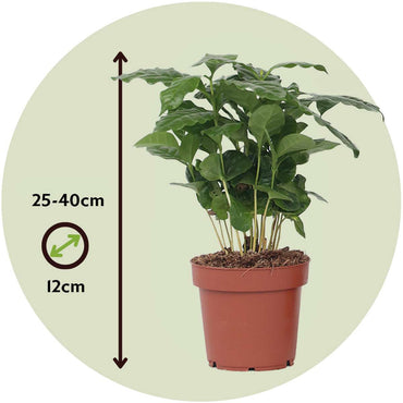 Coffea arabica - Koffieplant