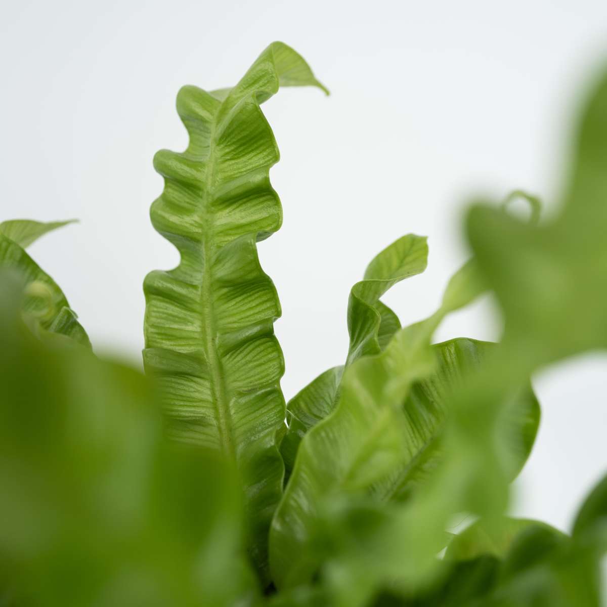 Asplenium nidus 'Crispy Wave' - Nestvaren