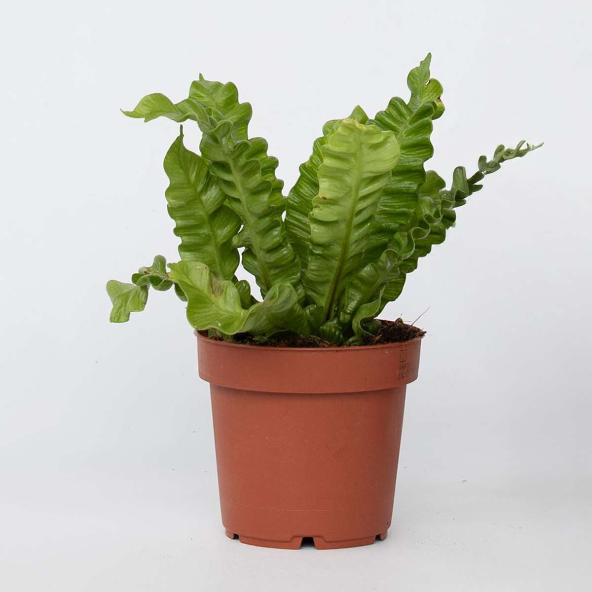 Asplenium nidus 'Crispy Wave' - Nestvaren