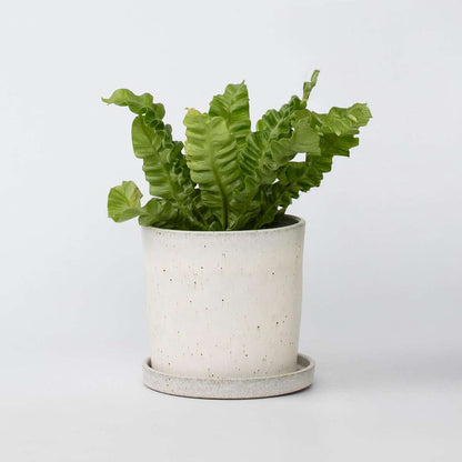 Asplenium nidus 'Crispy Wave' - Nestvaren