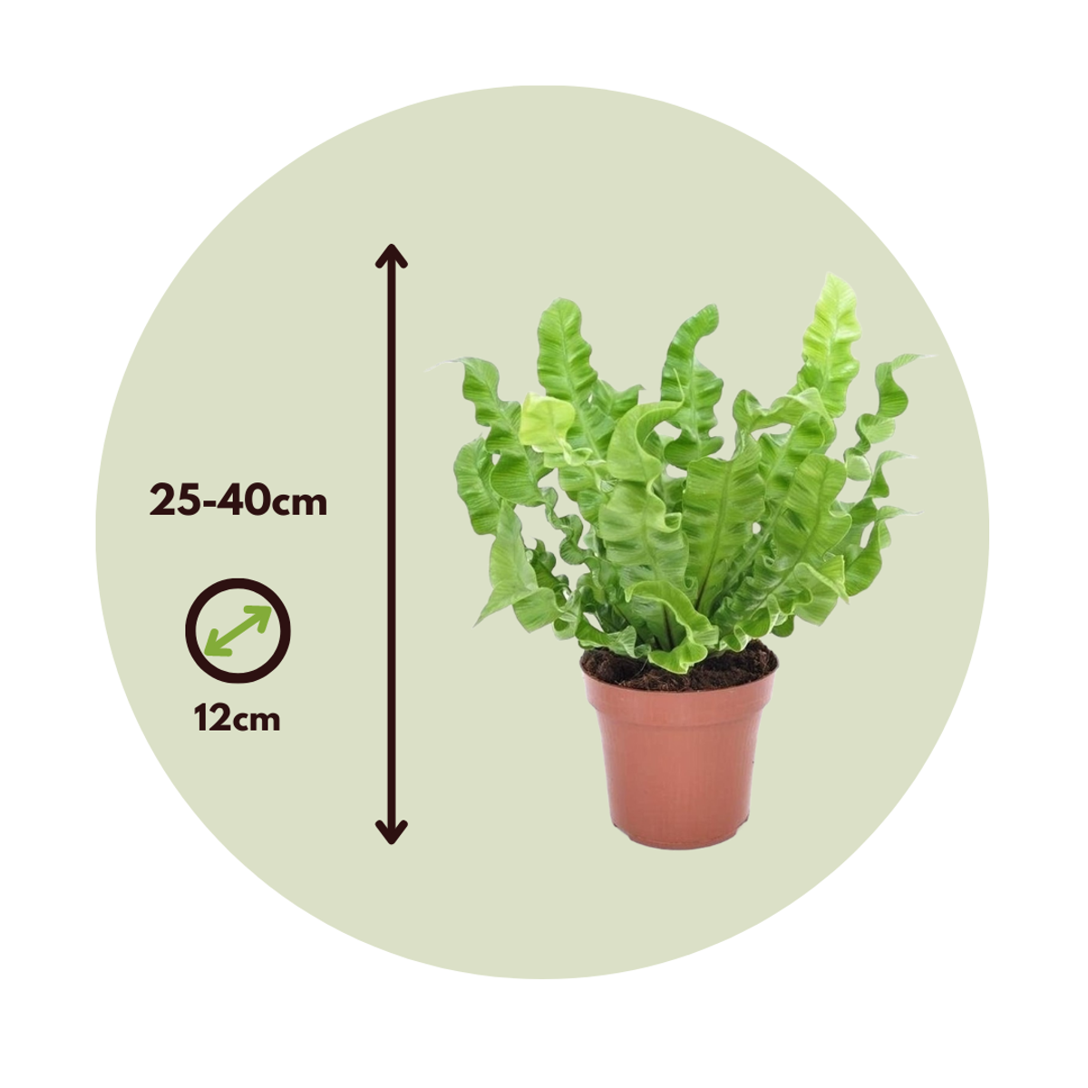Asplenium nidus 'Crispy Wave' - Nestvaren