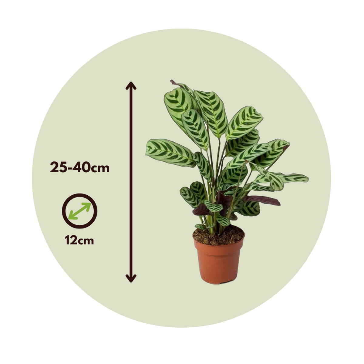 Ctenanthe 'gebedsplant' - Set van 4 - Burle-marxii