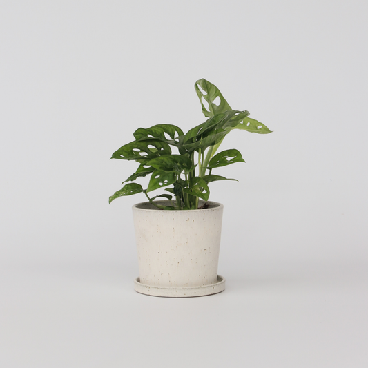 Monstera Monkey Mask - Rimpelgatenplant