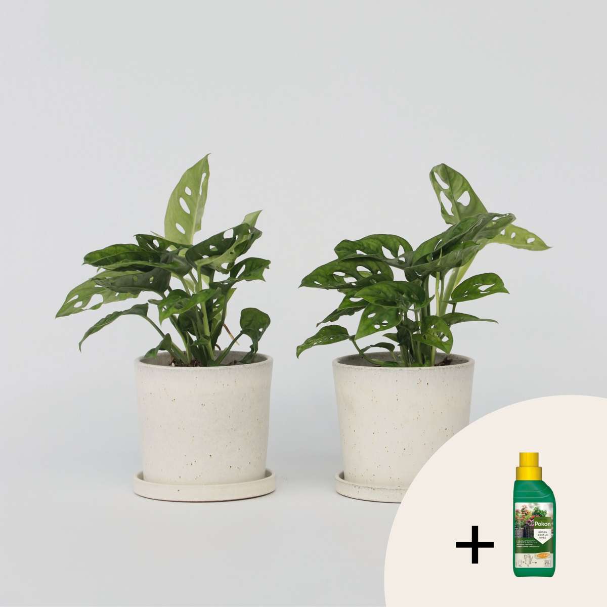 Monstera - Set van 2 - Inclusief plantenvoeding