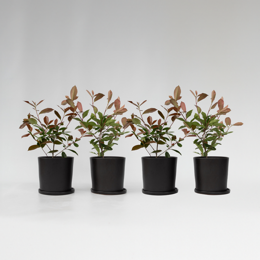 Photinia fraseri 'Red Robin' - Set van 4