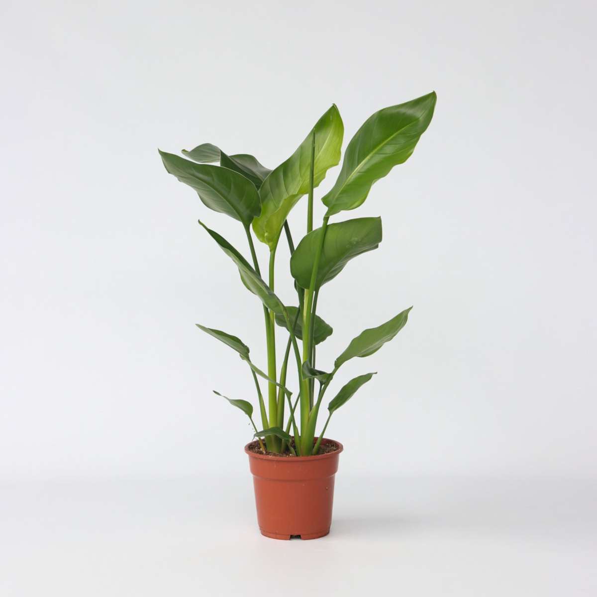 Strelitzia Nicolai - Paradijsvogelplant