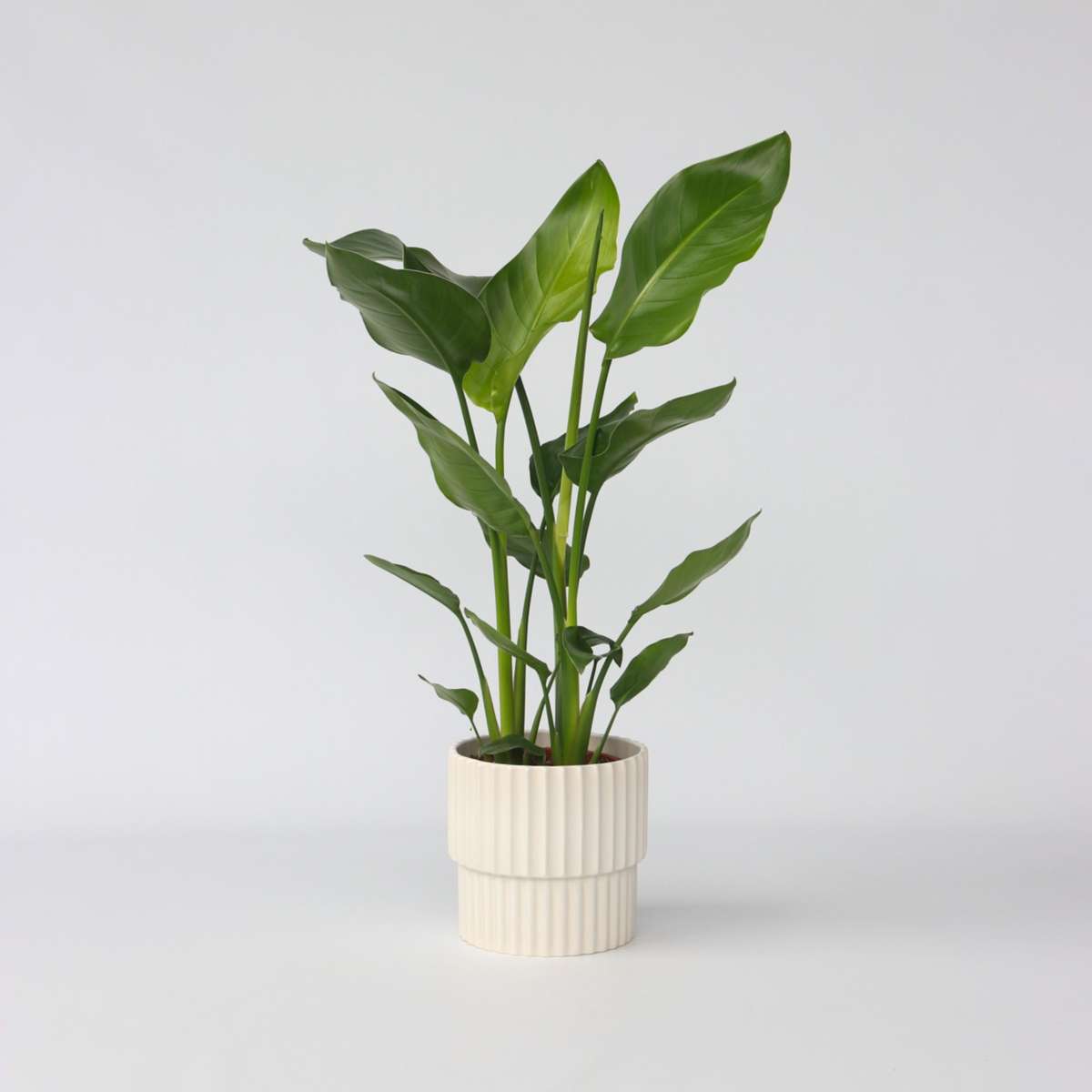 Strelitzia Nicolai - Paradijsvogelplant