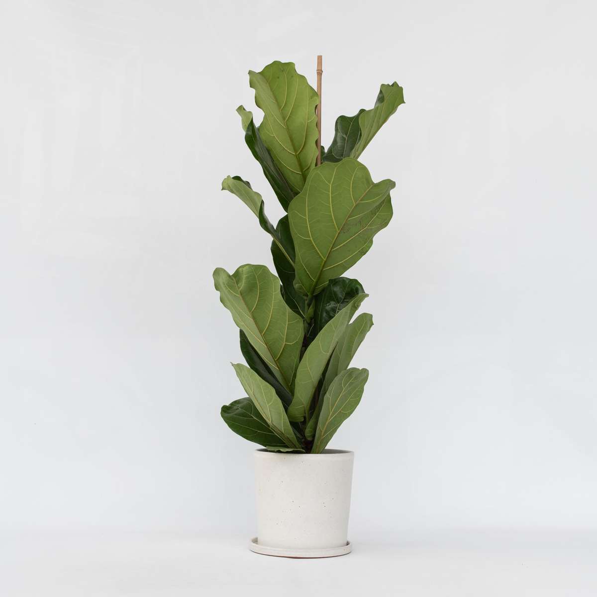 Ficus Lyrata - Vioolbladplant