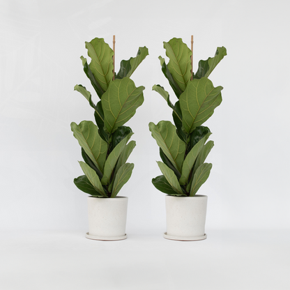 Ficus Lyrata - Set van 2 - Vioolbladplant