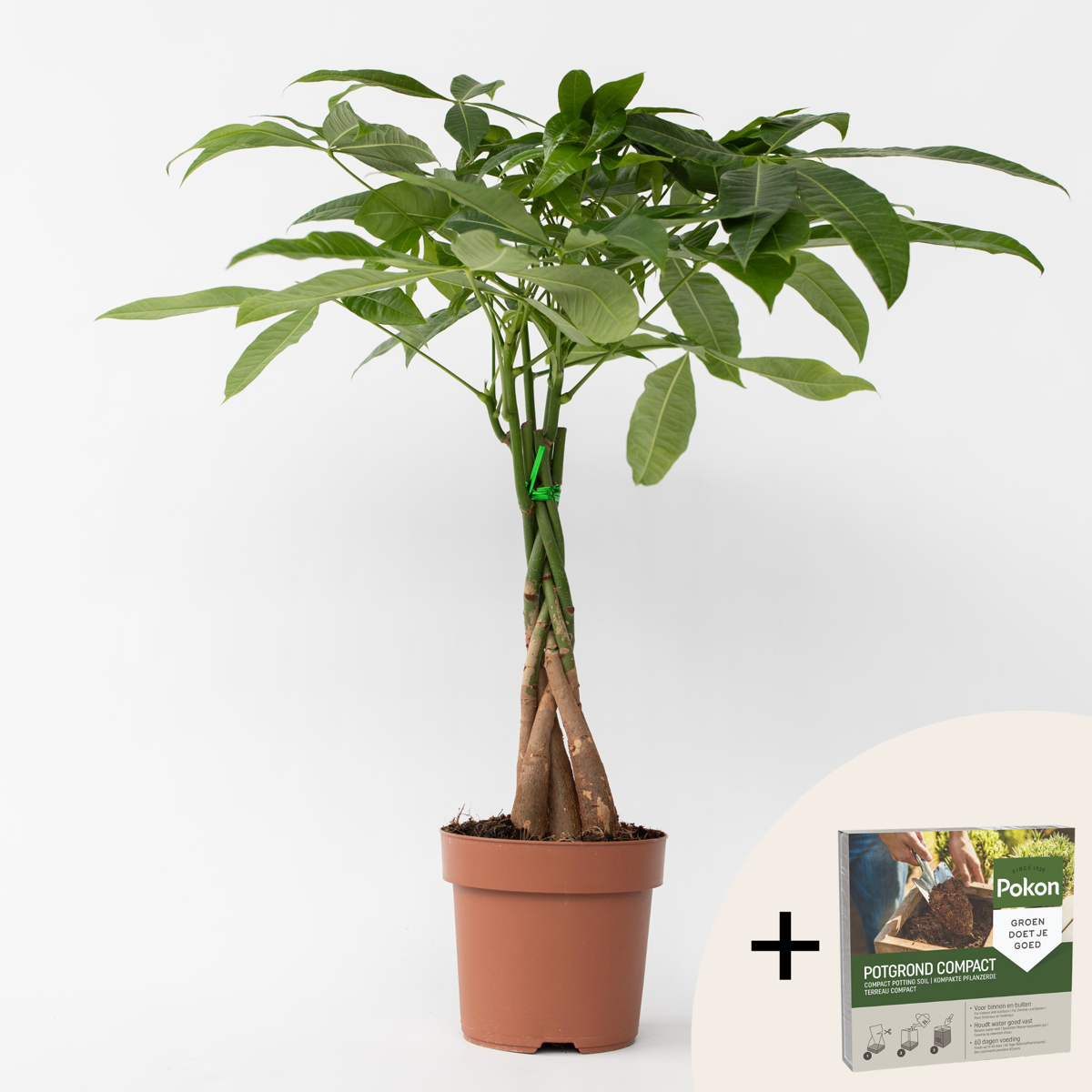 Pachira aquatica 'Geldboom' - Met potgrond