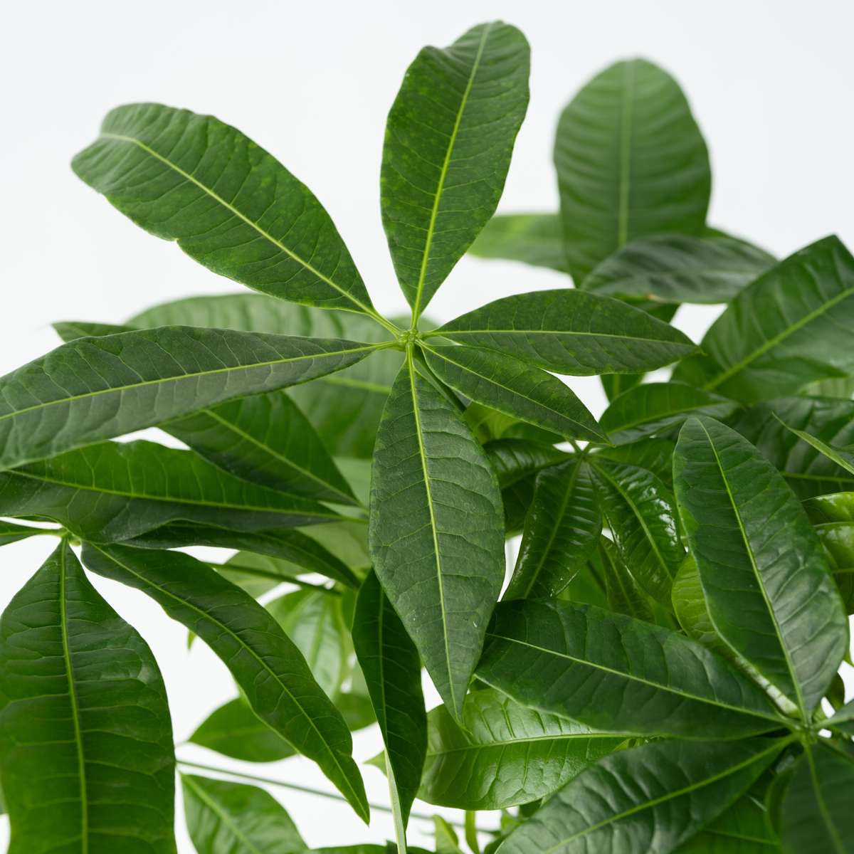 Pachira aquatica 'Geldboom' - Met potgrond