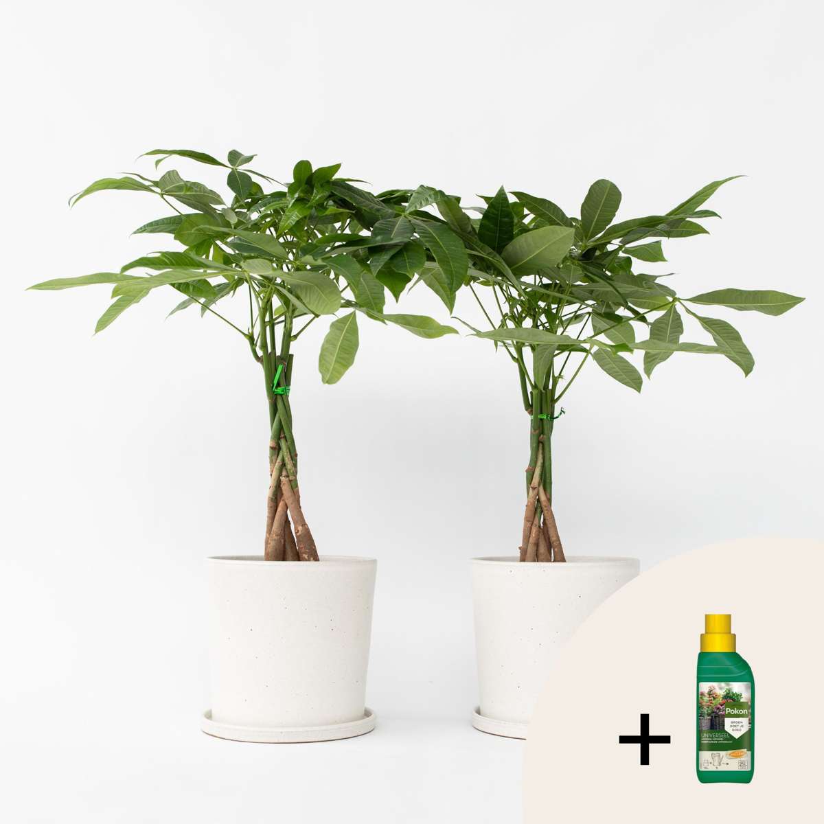 Pachira aquatica - Set van 2 - Inclusief plantenvoeding