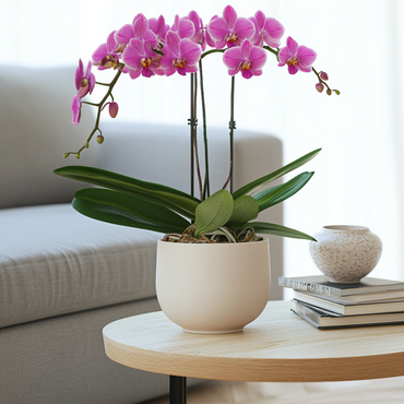 Phalaenopsis Multiflora - Orchidee Paars