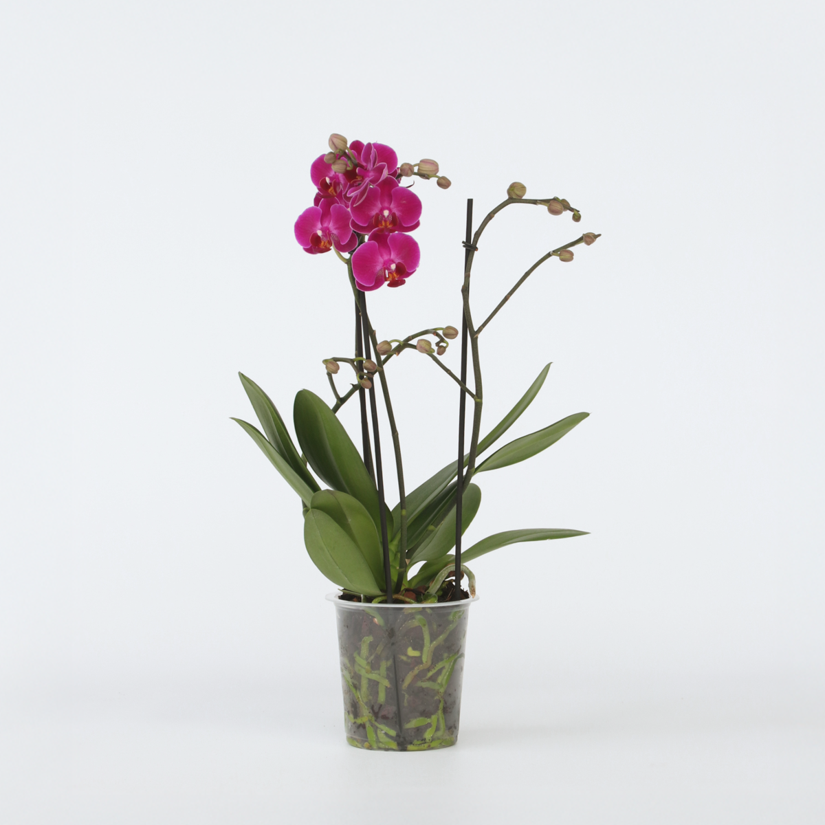 Phalaenopsis Multiflora - Orchidee Paars