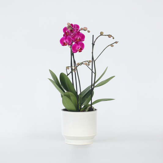 Phalaenopsis Multiflora - Orchidee Paars