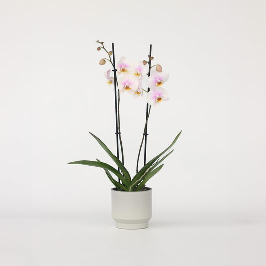 Phalaenopsis - Orchidee Roze