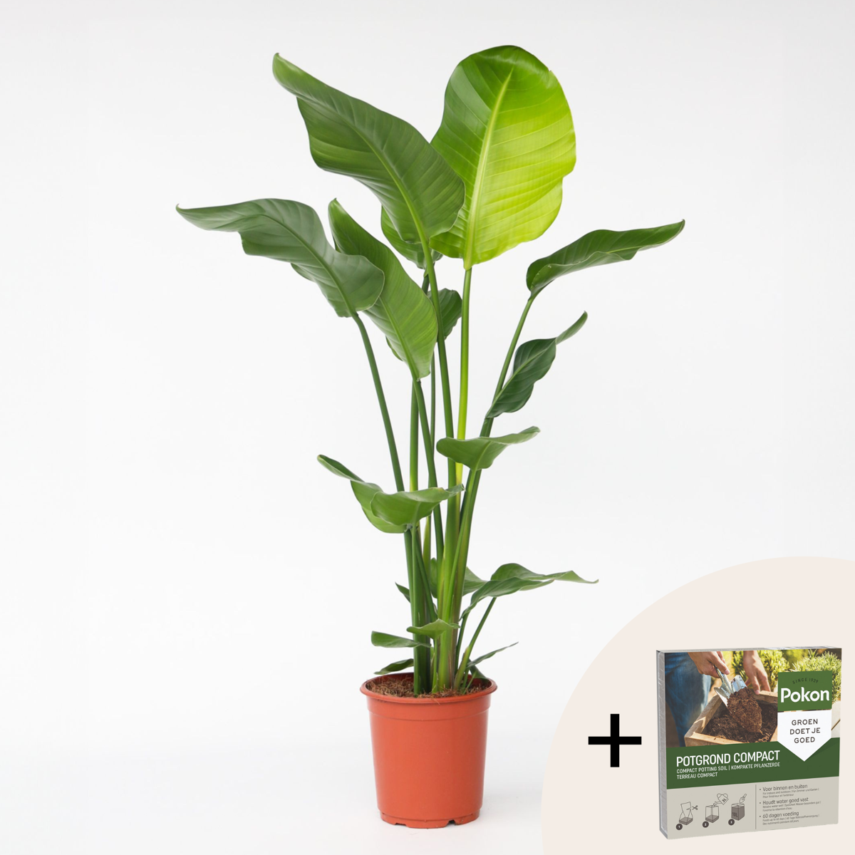 Strelitzia Nicolai - Paradijsvogelbloem - Met potgrond