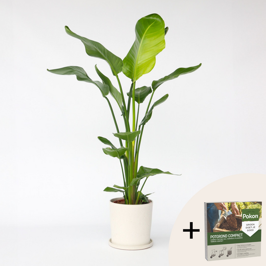 Strelitzia Nicolai - Paradijsvogelbloem - Met potgrond