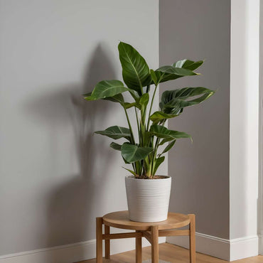 Strelitzia Nicolai - Paradijsvogelbloem - Met potgrond