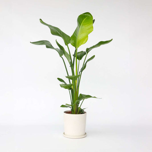 Strelitzia Nicolai - Paradijsvogelbloem
