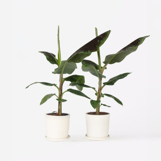 Musa Cavendish - Set van 2 - Dwarf Cavendish