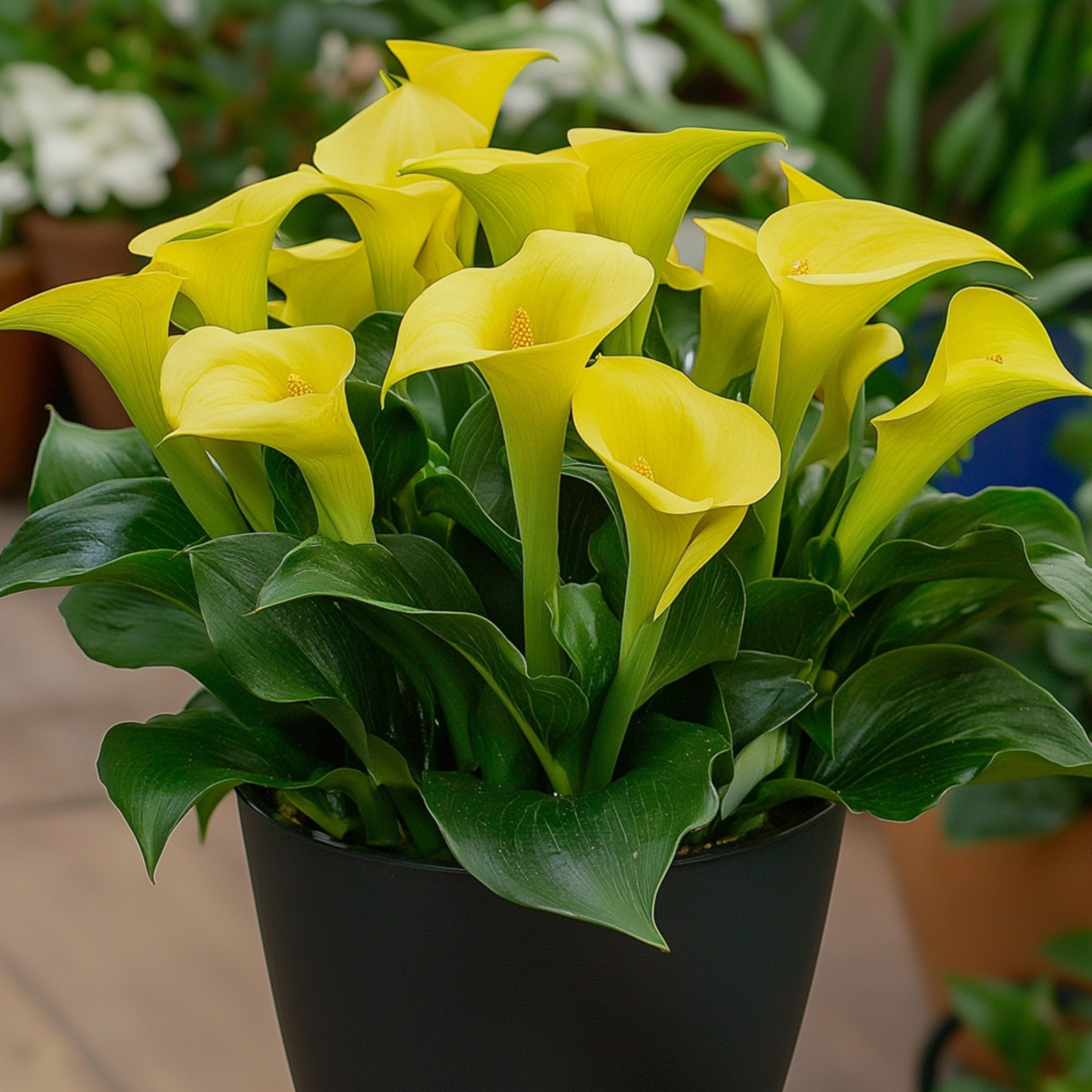 Calla 'Ruby' - Aronskelk - Geel