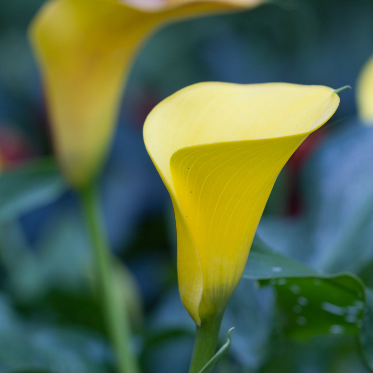 Calla 'Ruby' - Aronskelk - Geel