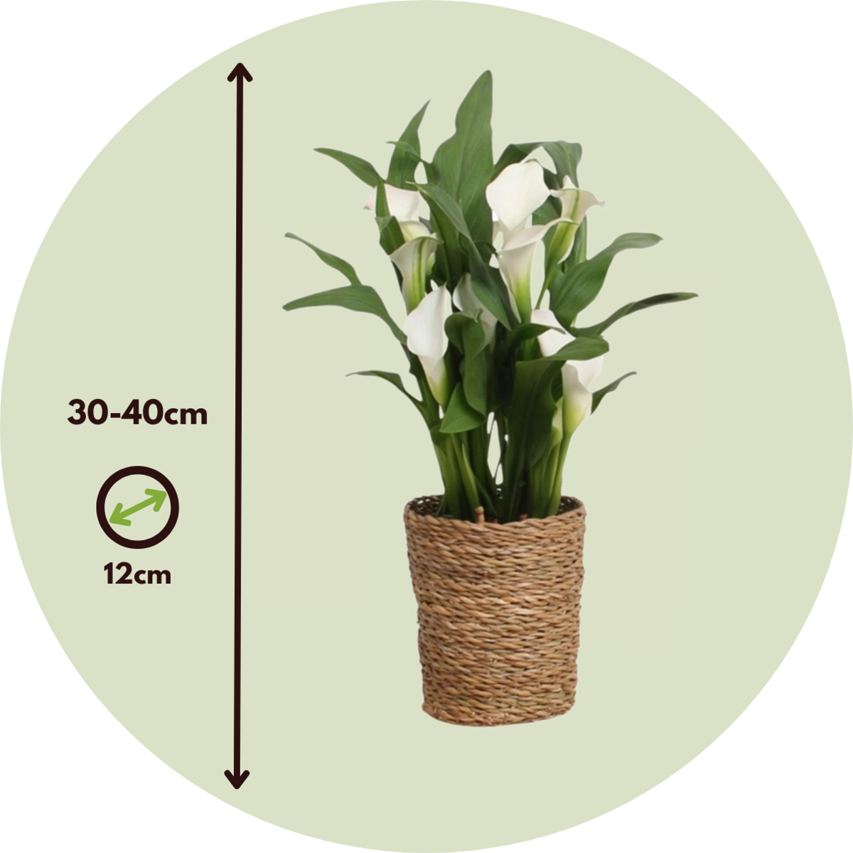 Calla 'Ruby' - Aronskelk - Wit