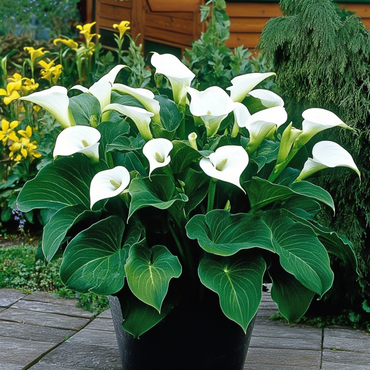 Calla 'Ruby' - Aronskelk - Wit