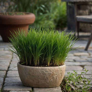 Cyperus - Set van 6 - Kattengras