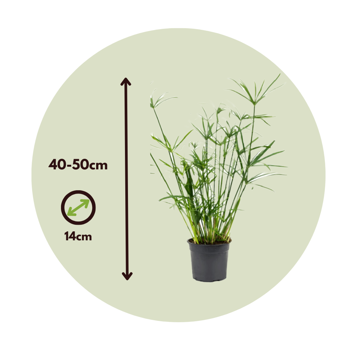 Cyperus alternifolius - Set van 2 - Parapluplant
