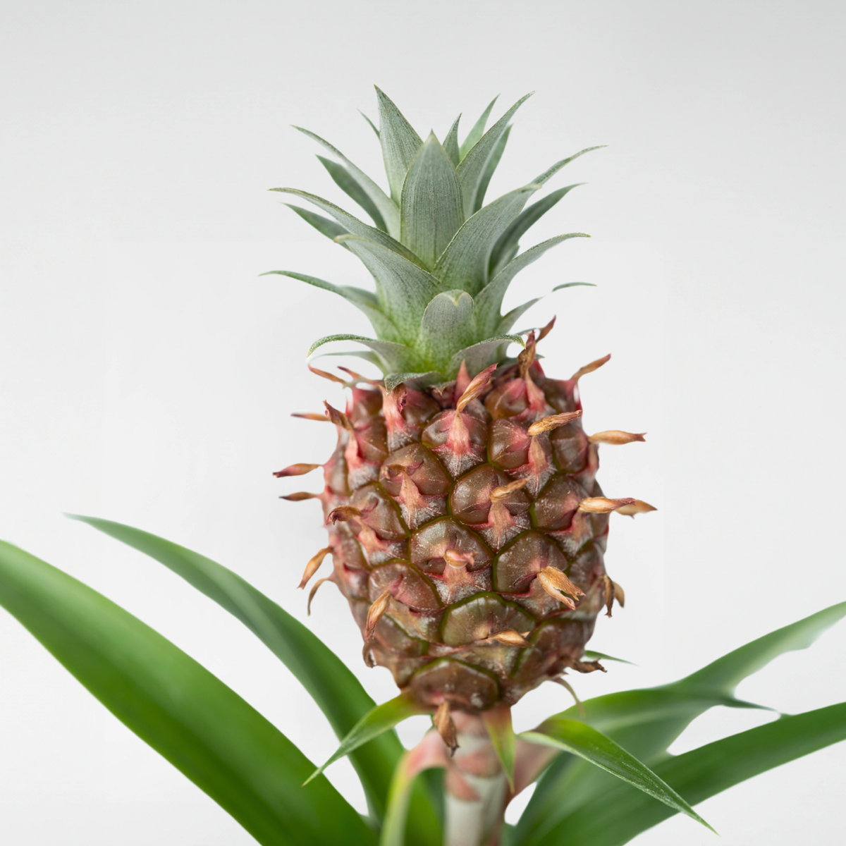 Ananasplant 'Mi Amigo'