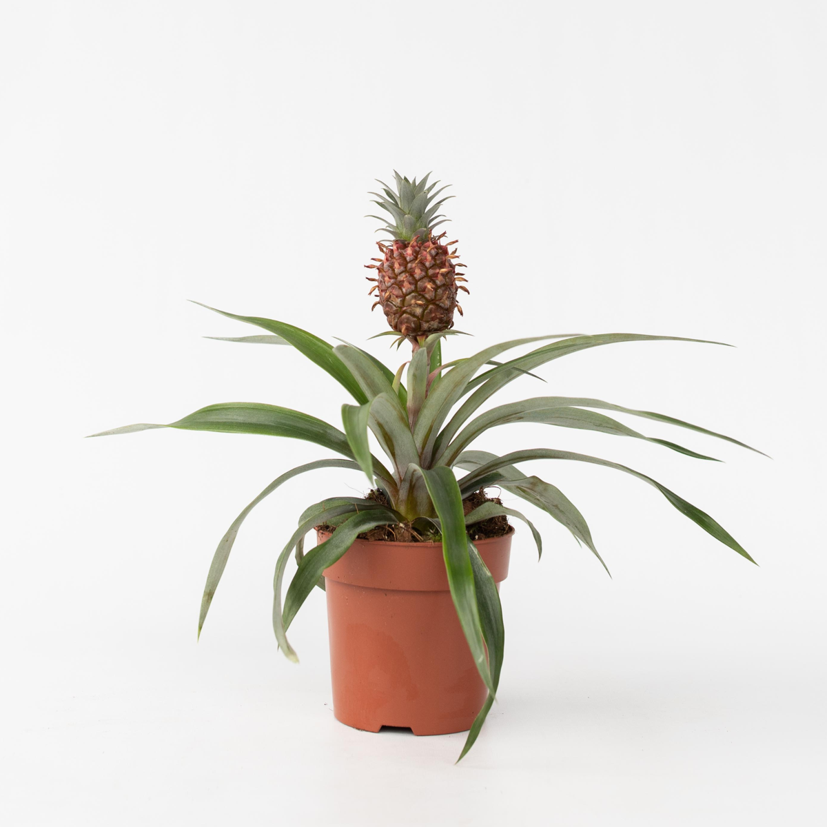 Ananasplant 'Mi Amigo'
