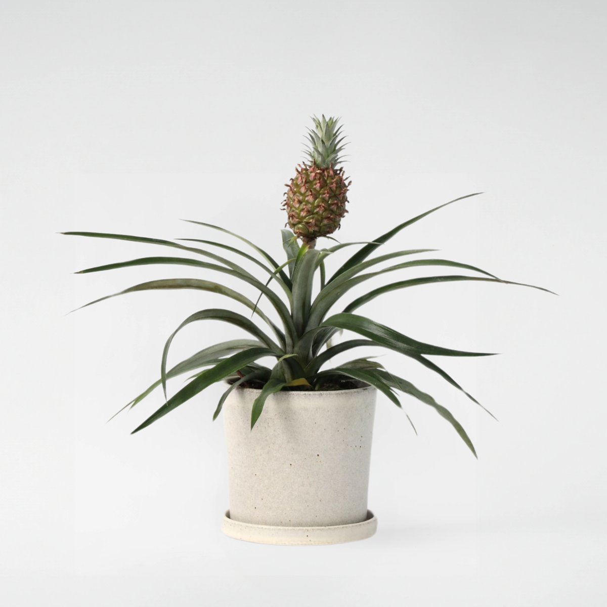 Ananasplant 'Mi Amigo'