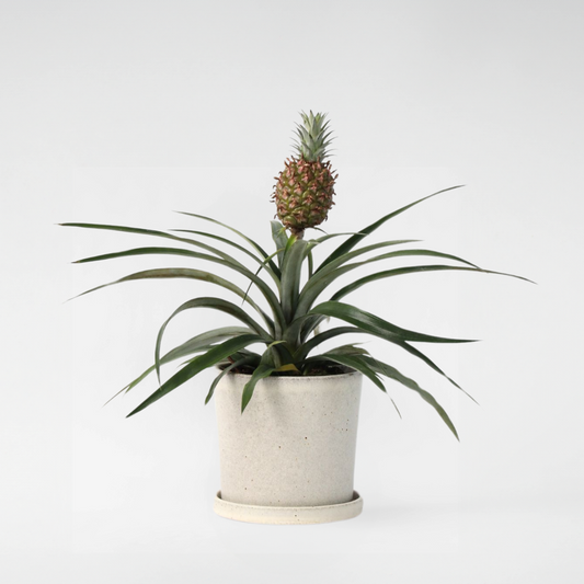 Ananasplant 'Mi Amigo'