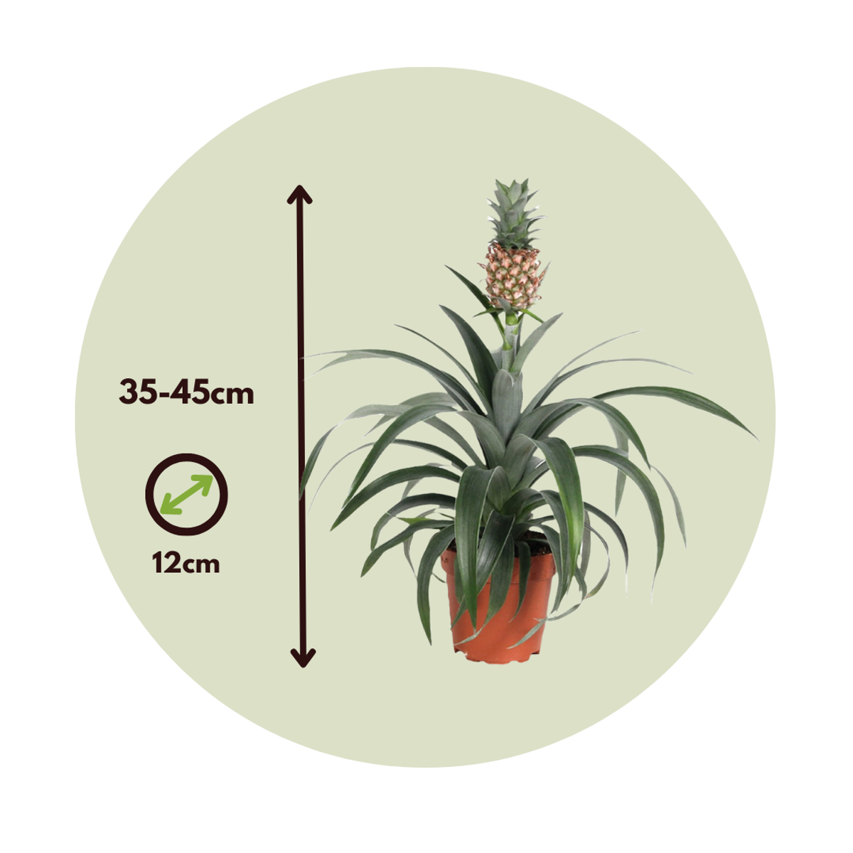 Ananasplant 'Mi Amigo'