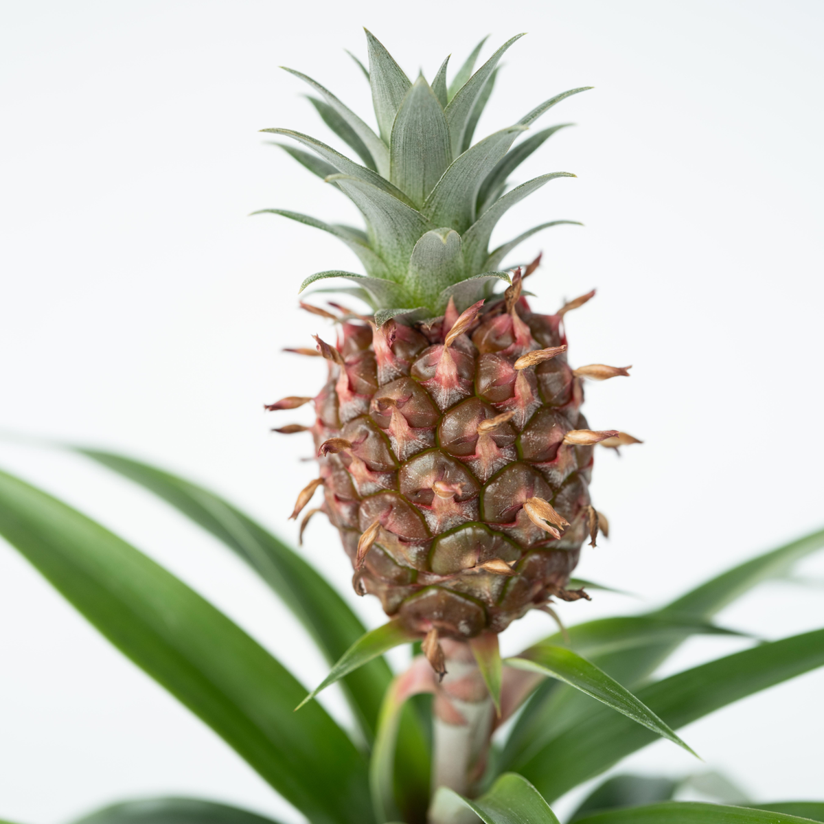 Ananasplant 'Mi Amigo' - Set van 2