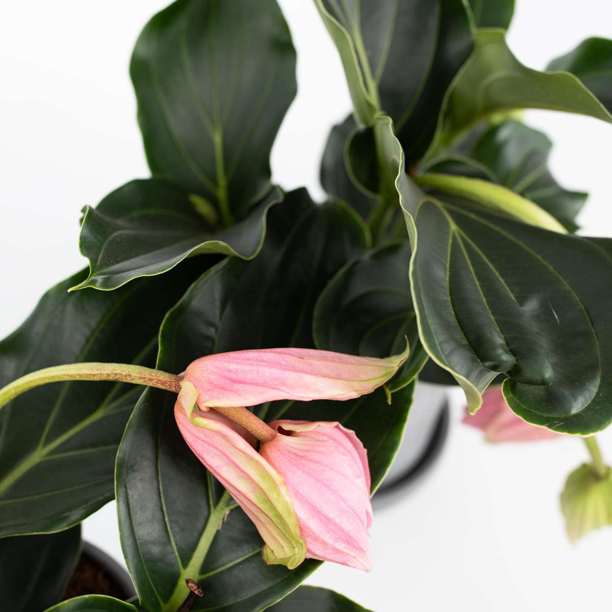 Medinilla Magnifica - 2 stuks - Trosbloem