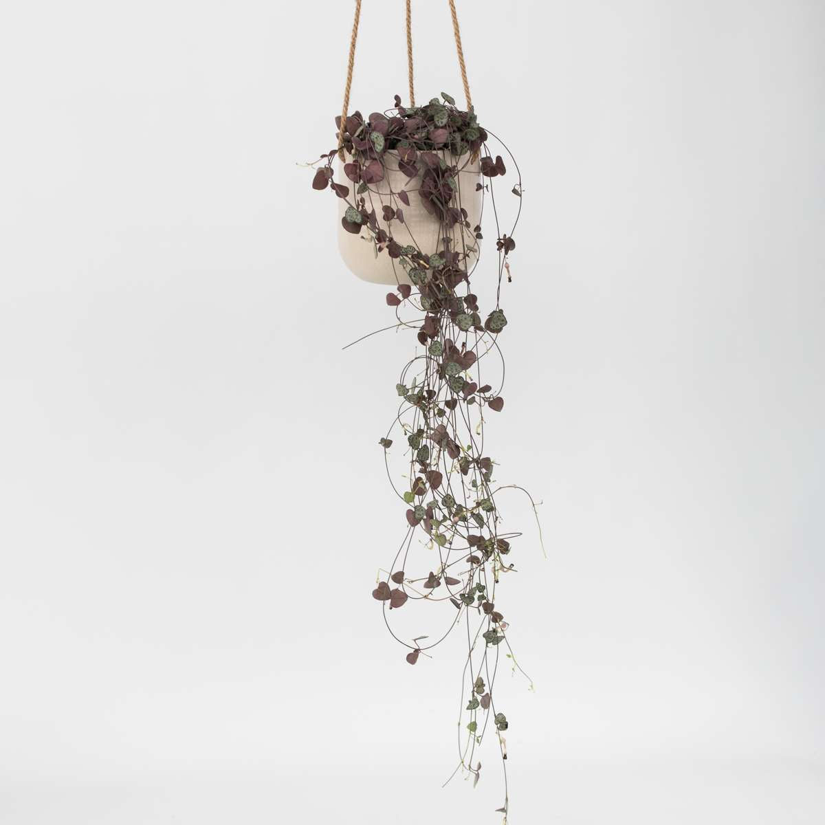 Ceropegia Woodii - Chinees Lantaarnplantje