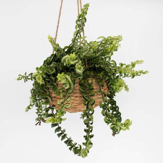 Aeschynantus Twister - Lippenstiftplant - Hangplant