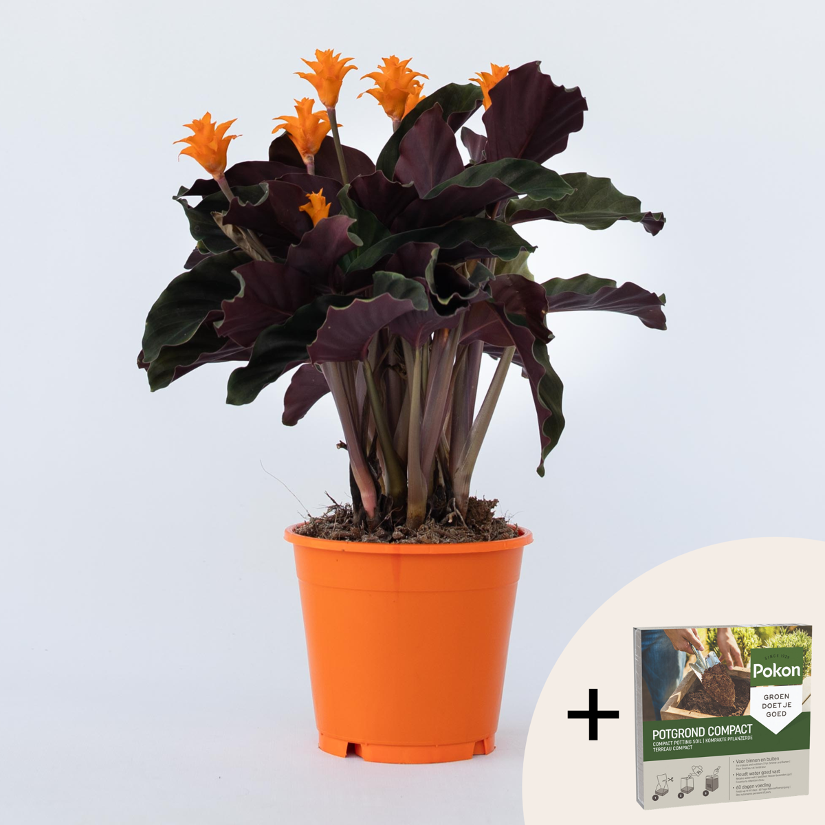 Calathea crocata 'Tassmania' - Met potgrond