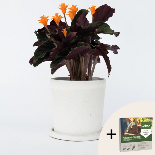 Calathea crocata 'Tassmania' - Met potgrond