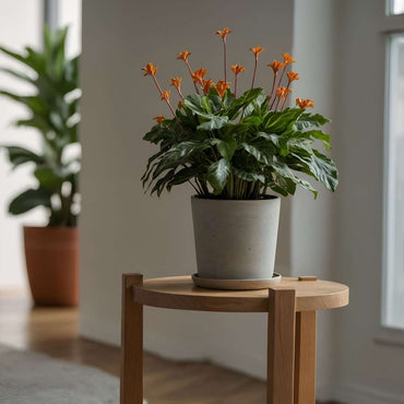 Calathea crocata 'Tassmania' - Met potgrond