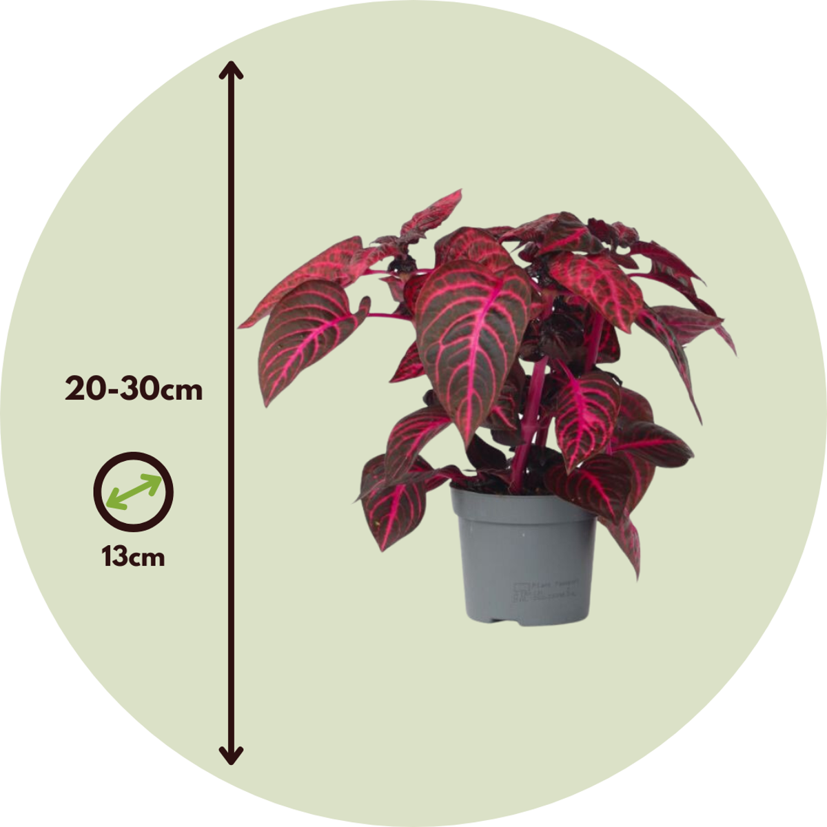 Iresine Herbstii 'Red' - Biefstukplant